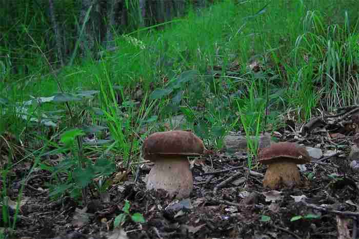  Image name: 238 Porcino.jpg 
 width: 700 pixel 
 height: 466 pixel 
 Size: 31059 bytes 
 Click to enlarge 